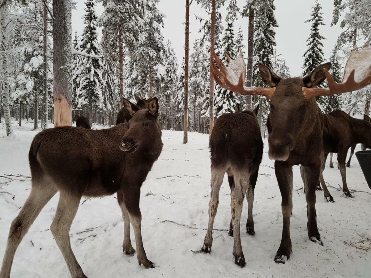 The Friendly Moose Ξενοδοχείο Overtornea Εξωτερικό φωτογραφία